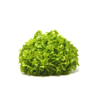 Salade feuille chêne verte – - – VAN DYCK FRERES SA