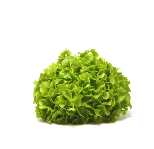 Salade feuille chêne verte – - – VAN DYCK FRERES SA
