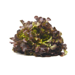Salade feuille de chêne rouge – - – VAN DYCK FRERES SA