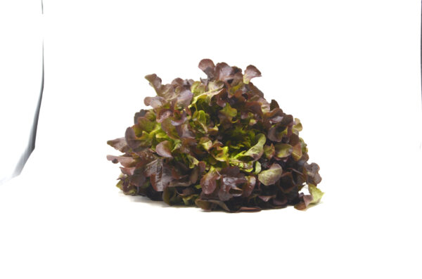 Salade feuille de chêne rouge – - – VAN DYCK FRERES SA