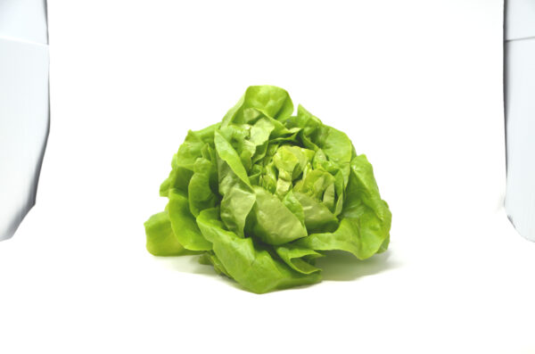 Salade laitue pièce – - – VAN DYCK FRERES SA