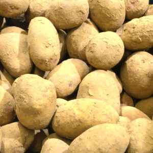 Pommes de terre Alouette vrac +/- 1kg Eddy Hermans Bio – - – Ferme du Tri Al Mé - Eddy Hermans