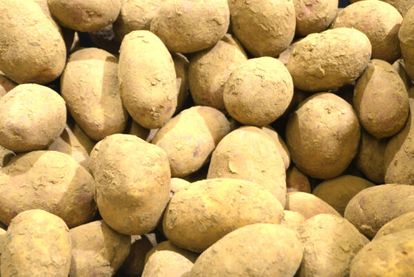 Pommes de terre Alouette vrac +/- 1kg Eddy Hermans Bio – - – Ferme du Tri Al Mé - Eddy Hermans