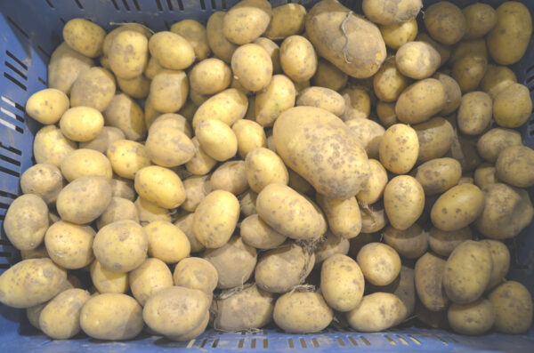 Pommes de terre Cephora vrac 1kg Bio – - – Ferme du Tri Al Mé - Eddy Hermans